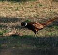 IMG_1503