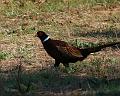 IMG_1508