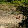 IMG_1516
