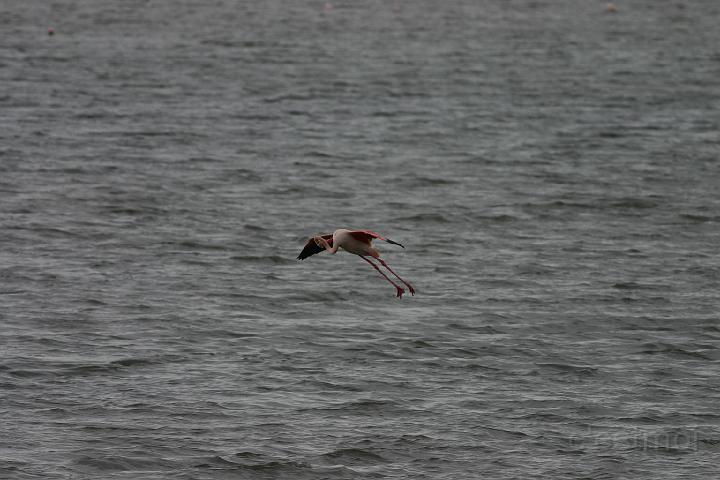 IMG_1195.JPG