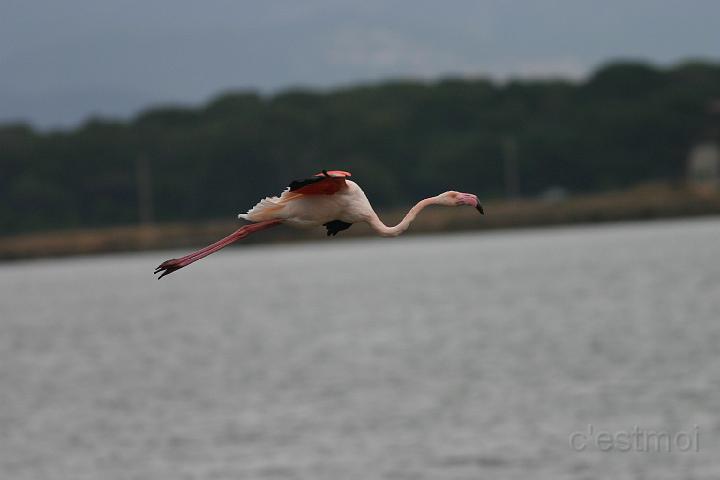 IMG_1231.JPG