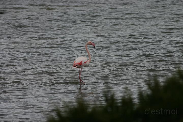IMG_1236.JPG