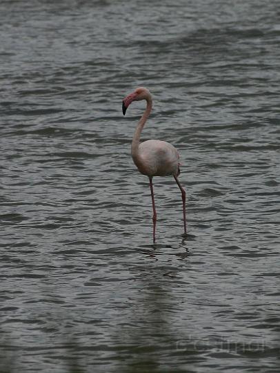 IMG_1267.jpg