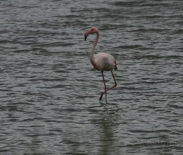 IMG_1268.jpg