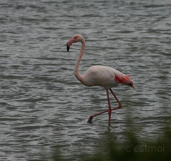 IMG_1271.jpg