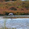 IMG_0052
