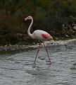 IMG_1242