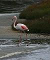 IMG_1246