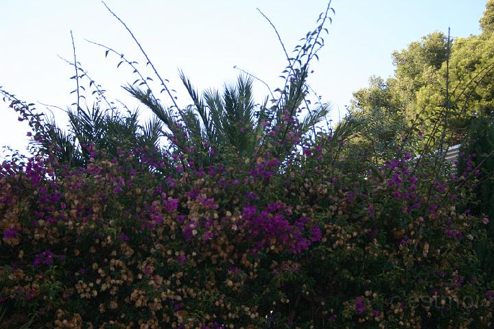 IMG_0140.JPG